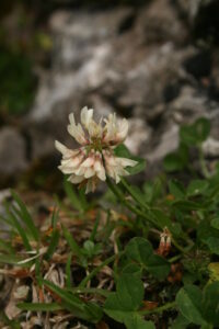 13082013143456 1357 art 1101 trifolium repens montasio pecol alm 92 76