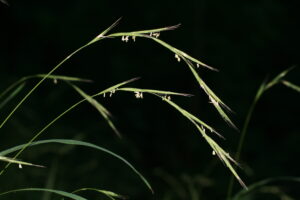 13082013183132 1394 art 464 brachypodium sylvaticum steinriegel 001 1