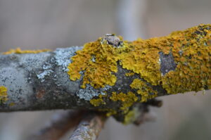 14052013161136 358 art 405 xanthoria parietina