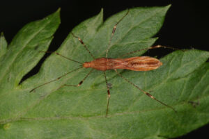 15052013120418 399 art 423 metatropis rufescens wolfgang rabitsch