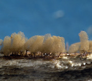 Arcyria minuta