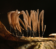 Stemonitis smithii