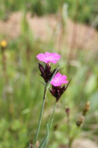16052013152839 445 art 554 dianthus carthusianorum 2