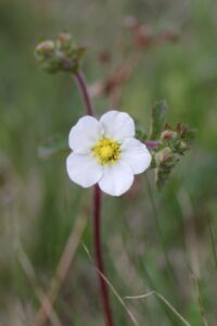 16052013153813 453 art 545 potentilla rupestris 7