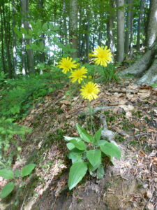 16052013160534 475 art 479 hieracium murorum 2