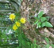 Wald-Habichtskraut
