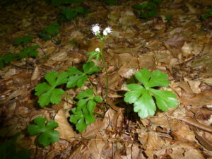 16052013161430 483 art 486 sanicula europaea 8