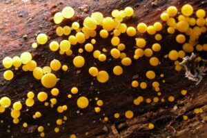 16052018214104 3641 art 2193 bisporella citrina