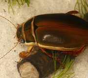 Gelbrandkäfer