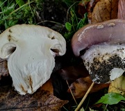 Braunvioletter Schleimkopf