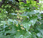 Schmerwurz