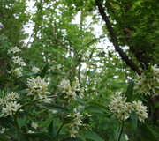 Schwalbenwurz