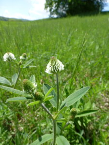 17052013113040 513 art 555 trifolium montanum 9