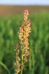 17052013133352 529 art 504 rumex acetosa 2