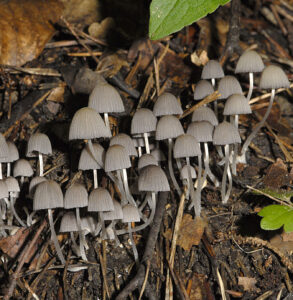 17072013161103 1132 art 210 5922 coprinus disseminatus e46