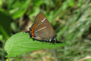 17082013094203 1465 art 844 satyrium w album herberstein 77 28