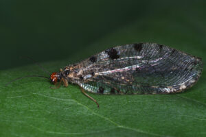 17092013013426 2109 art 895 osmylus fulvicephalus europaische bachhaftosmylidae bachhafte1.2