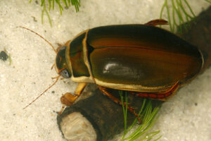 17092013025410 2125 art 695 dytiscus marginalis gewohnlicher gelbrandkaferm1.2