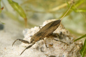 17092013065448 2159 art 1381 nepa cinerea wasserskorpion1.2