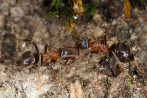 17092013070704 2162 art 114 lasius emarginatus zweifarbige wegameisewa1.2