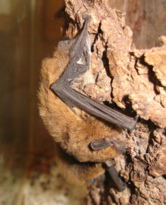 18052013210704 557 art 584 weisrandfledermaus gebhardt 01