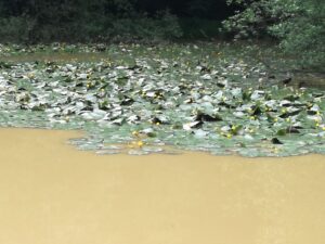 18052018080946 3650 art 2200 img 20180516 174414