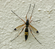 Kammschnake