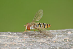 18082013222442 1482 art 1200 episyrphus balteatus hain schwebfliege schwebfliege burgfried 30 2