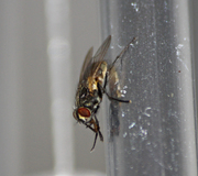 Stubenfliege
