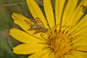 18082013233642 1496 art 1206 terellia3 bohrfliegen tragopogon ori