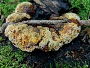 18112020114813 3941 art 157 gloeophyllum odoratum