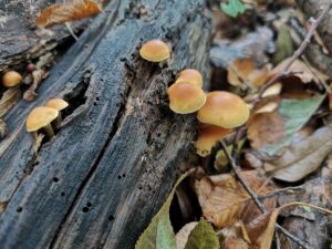 18112020115000 3942 art 1893 gymnopilus penetrans