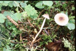 19022018110227 3417 art 2054 l. echinella