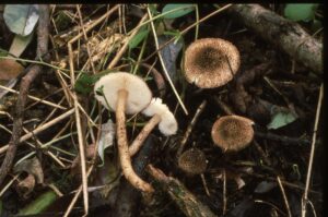 19022018140018 3428 art 2065 e. eriophorum