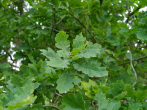 19082013084456 1500 art 207 quercus robur1