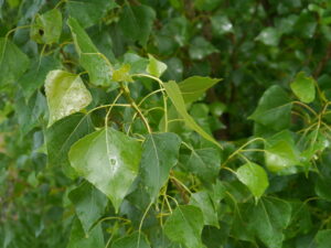 19082013085203 1502 art 269 populus nigra11