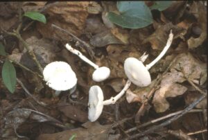 20022018094705 3431 art 2069 l. sericatellus