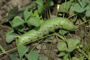 20052013114125 594 art 612 agrius convolvuli 1