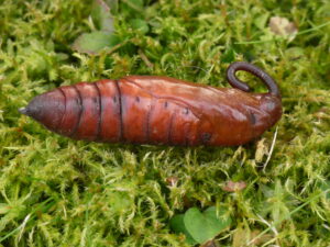 20052013114157 595 art 612 agrius convolvuli 2