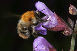 20052013184233 620 art 343 bombus pascuorum floralis 01