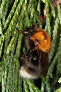 20052013184553 622 art 368 bombus hypnorum 01