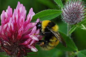 20052013184833 623 art 599 bombus distinguendus 01