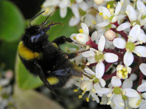 20052013191251 637 art 375 bombus cryptarum 01