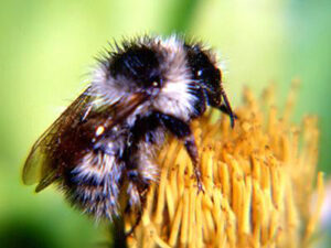 20052013191737 641 art 595 bombus veteranus 01