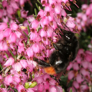 20052013200628 653 art 379 bombus lapidarius 01
