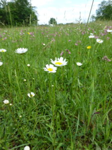 20052013204557 655 art 499 leucanthemum ircutianum 3