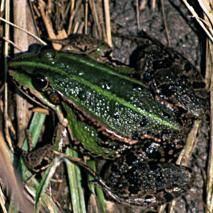 20072013195008 1166 art 1014 wasserfrosch4x4