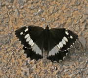 Weißer Waldportier