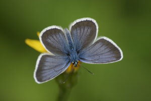 20082013132631 1512 art 1215 plebejus cf argus krumegg img 0994 6