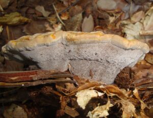 20112017233156 3327 art 1974 kiefern braunporling unten